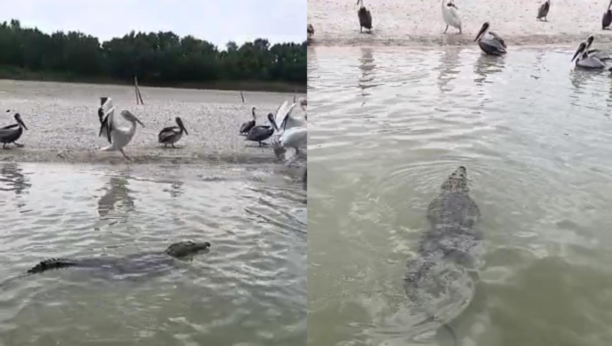 El cocodrilo se alimentaba de pescados en la ría