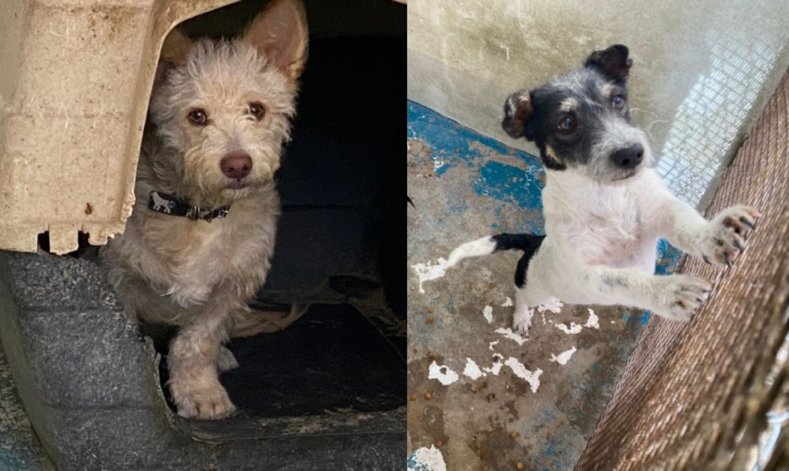 Perritos rescatados en el Cereso de Ciudad Juárez buscan hogar