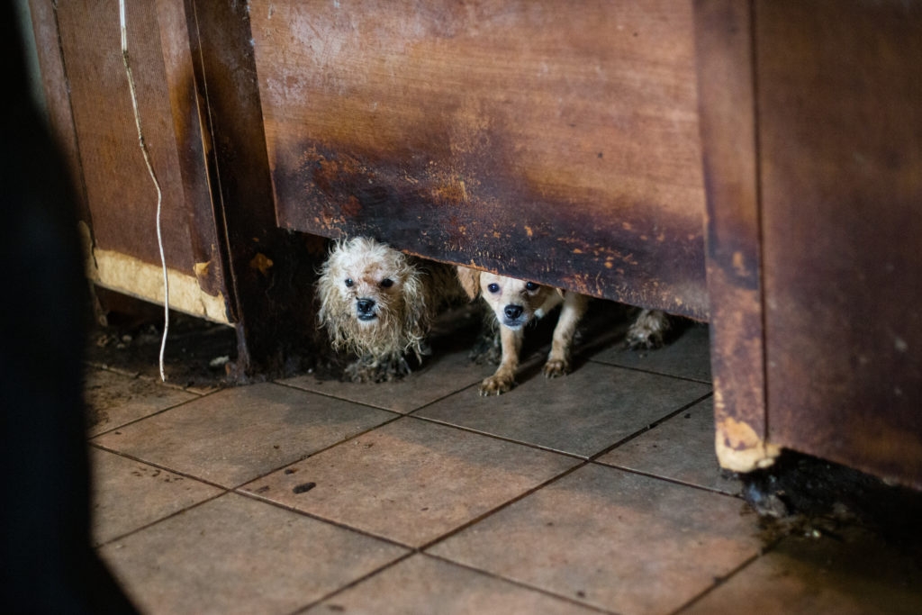 Encuentran los cadáveres de 50 perros en descomposición en Ciudad Juárez