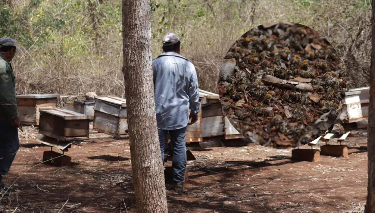 Senadores del PRI exigen sanciones a menonitas por muerte de 300 mil abejas en Hopelchén