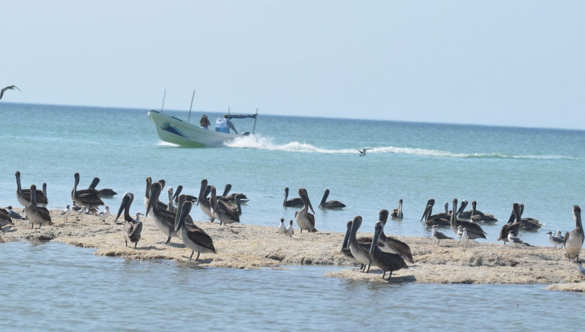 Paraíso Sisal cava tumba de la Reserva El Palmar, advierte especialista de la UNAM