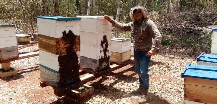 Apicultores acusan a menonitas de la pérdida de 800 colmenas en Hopelchén