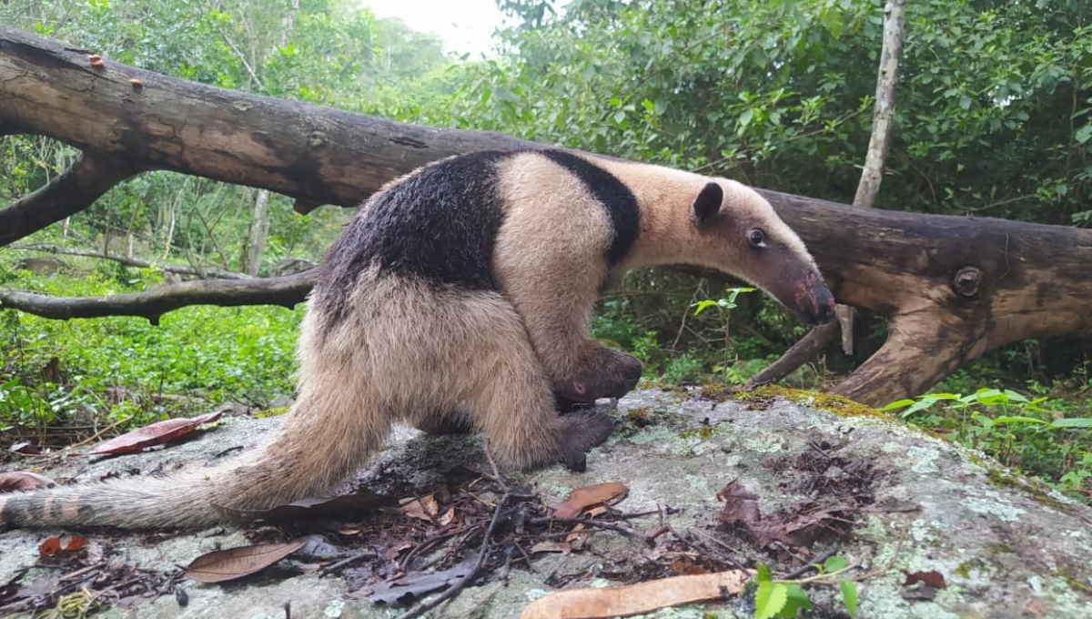 Rescatan a un oso hormiguero en Oxkutzcab; sequía e incendios amenazan su hábitat