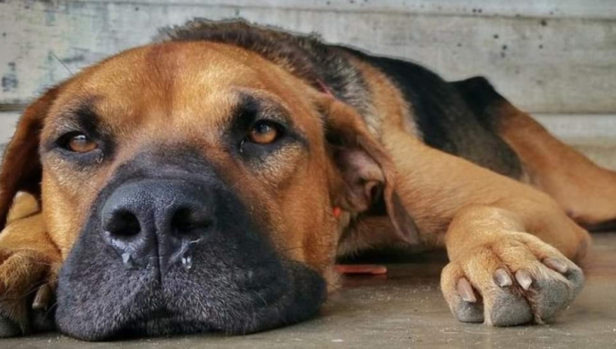 Repunta brote de moquillo en perritos y animales silvestres de Cozumel