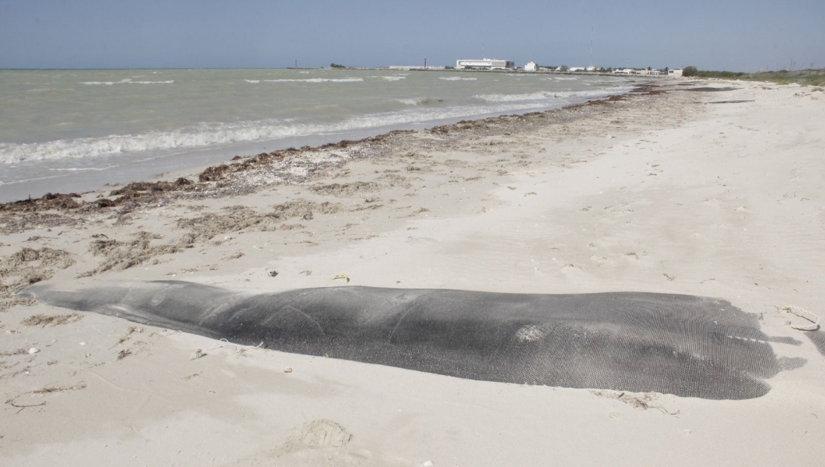 Paraíso Sisal, podría frenarse; sustento legal del proyecto ha quedado en duda: Oceana