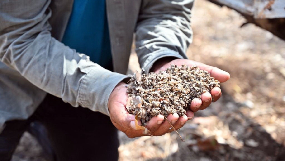 Servicio de Calidad Agroalimentaria inicia averiguaciones sobre la muerte de abejas en Hopelchen