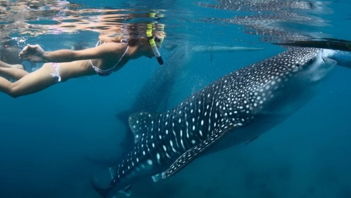 Semarnat restringe nado con tiburón ballena en Isla Mujeres