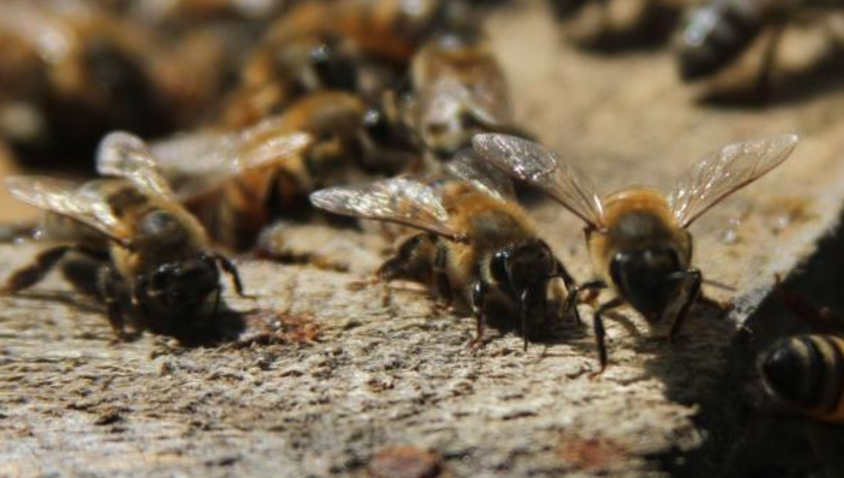 Abejas atacan a un niño en el patio de su casa en Buctzotz