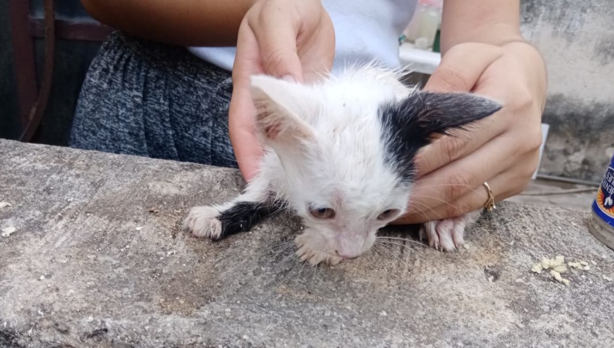 Gatito cae a un pozo de 18 metros de profundidad en Tizimín