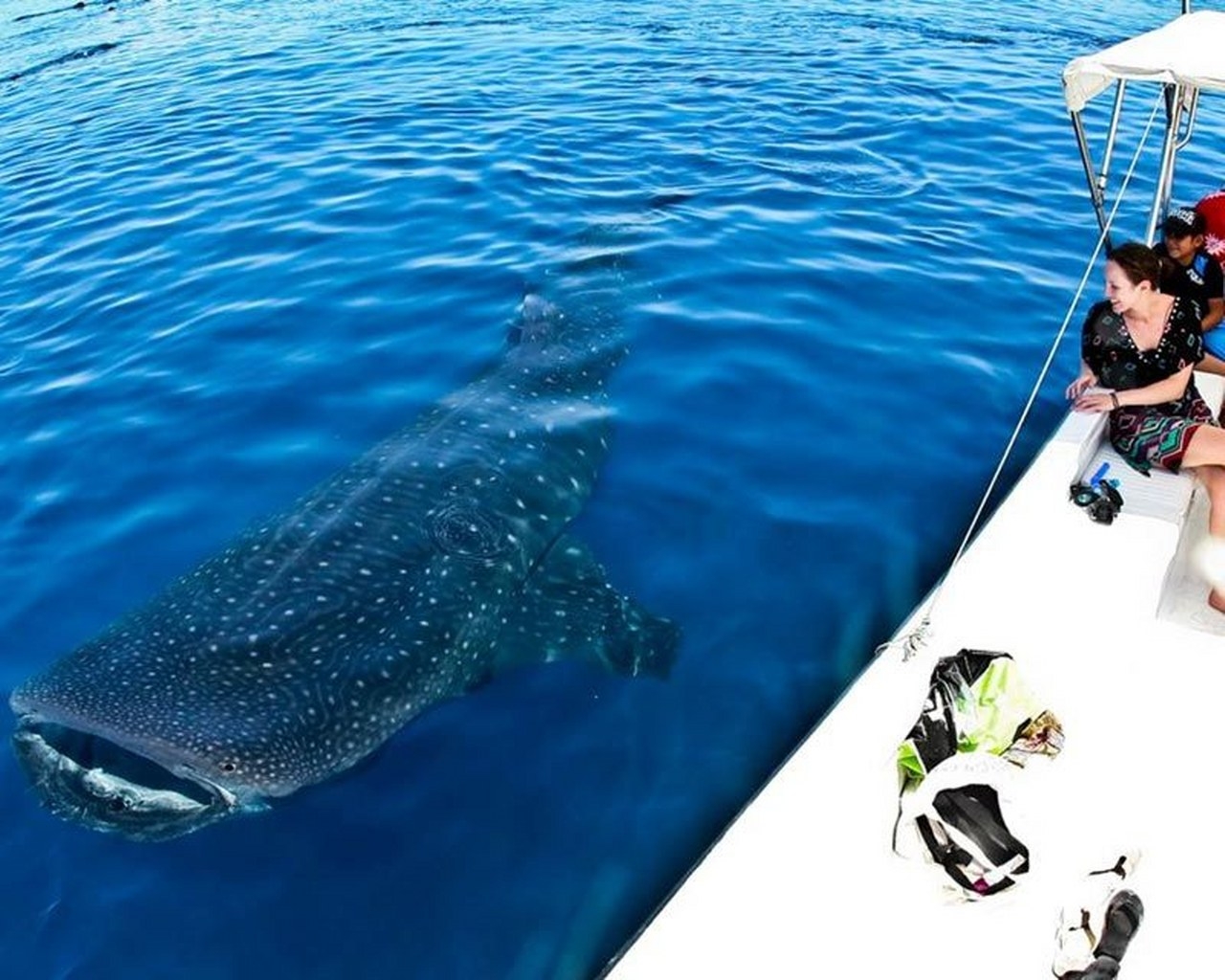 Quintana Roo: Semarnat emite nuevas medidas para nadar con el tiburón ballena