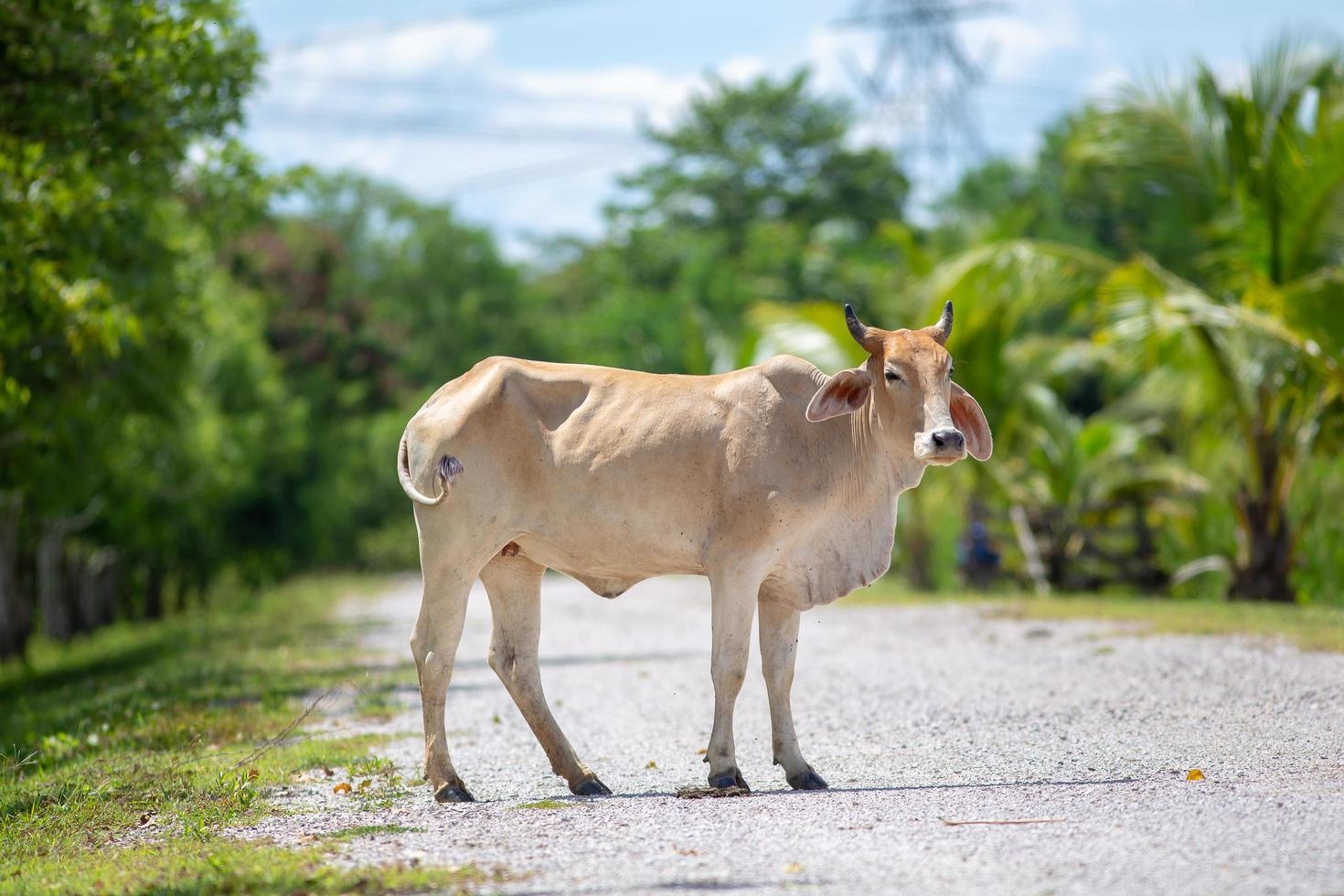 Conductor choca contra una vaca y se sale de la carretera en Tamaulipas