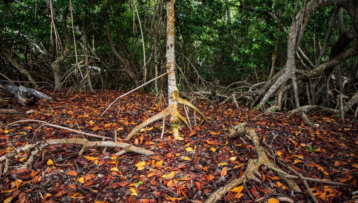 Rescatarán más de 8 mil hectáreas de manglares en Ciudad del Carmen: Secretaría de Medio Ambiente