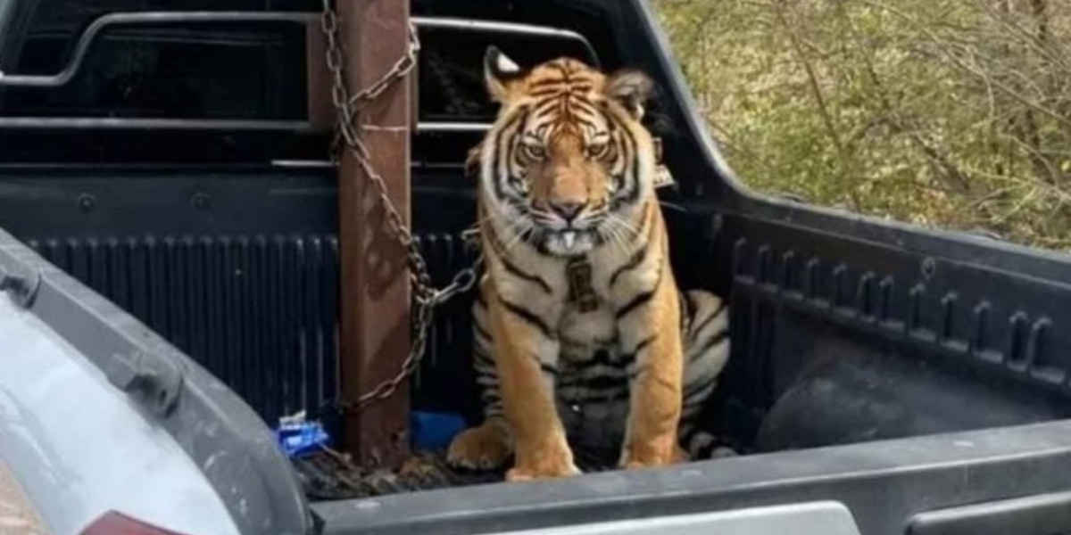 Al momento de huir, sicarios abandonan a cachorro de tigre en Sinaloa