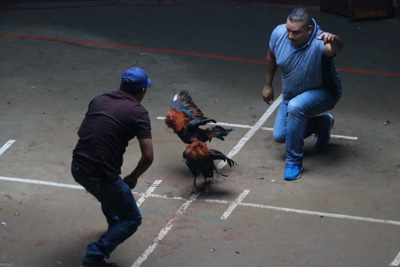 Gallo de pelea ataca a su dueño en un palenque en Colima: VIDEO