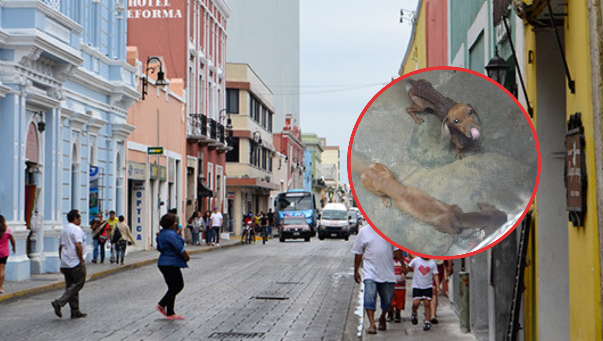 Rescatan a dos perritas desnutridas en el Centro de Mérida