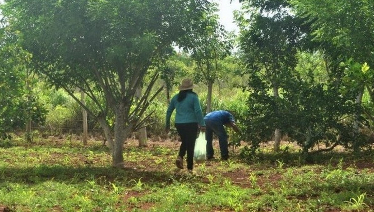 Escasez de naranja genera alza de precio en José María Morelos; se vende en 250 pesos la caja