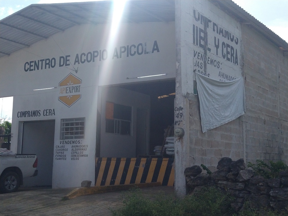 En Yucatán, se ha perdido 70% de los apiarios; la producción de miel podría desaparecer