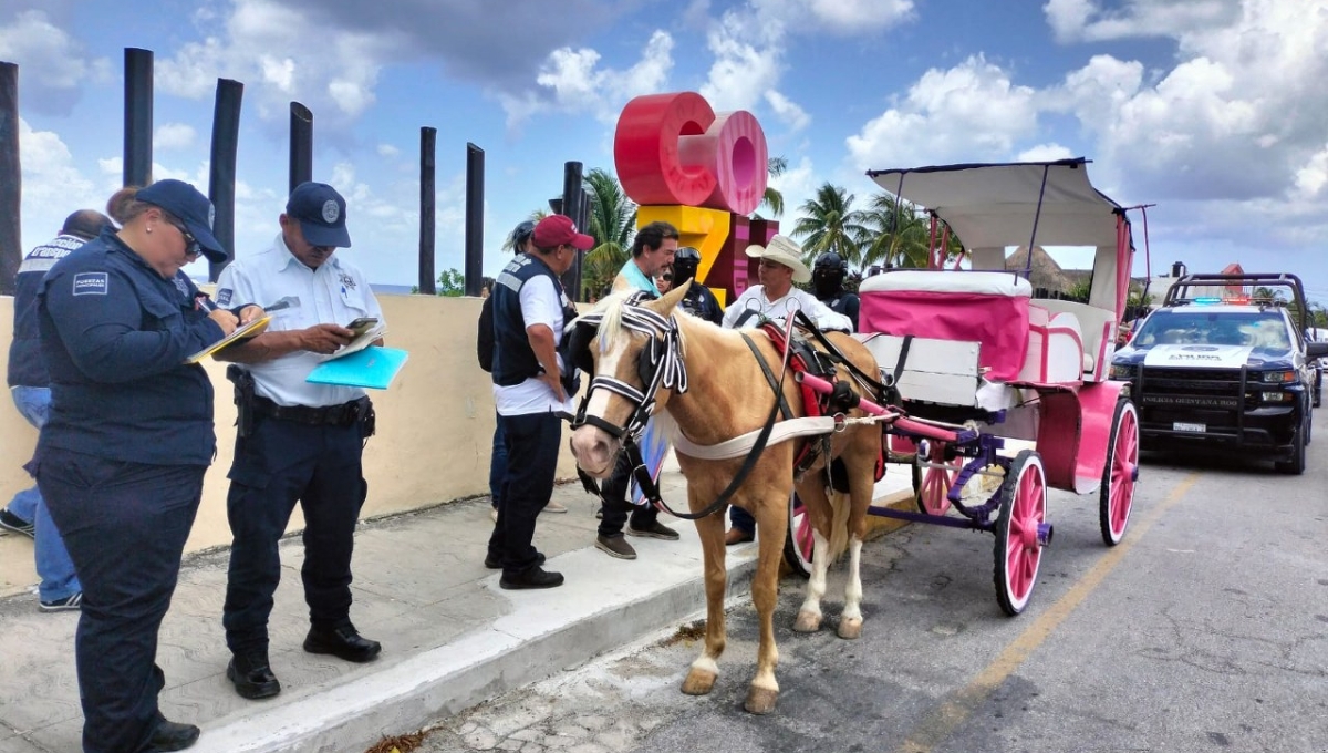 Profepa retira calesas de las calles de Cozumel; tres terminan en el corralón municipal