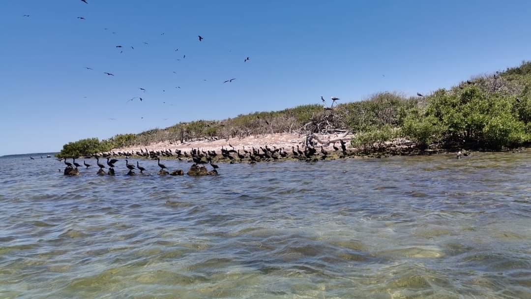 Las bondades del sitio deleitan a los visitantes con los tours ornitológicos en lancha