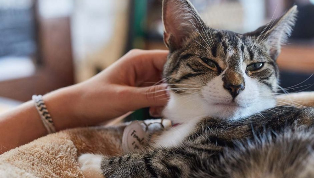 Revelan cómo llamar a un gato y que te haga caso; descubre cuál es el truco