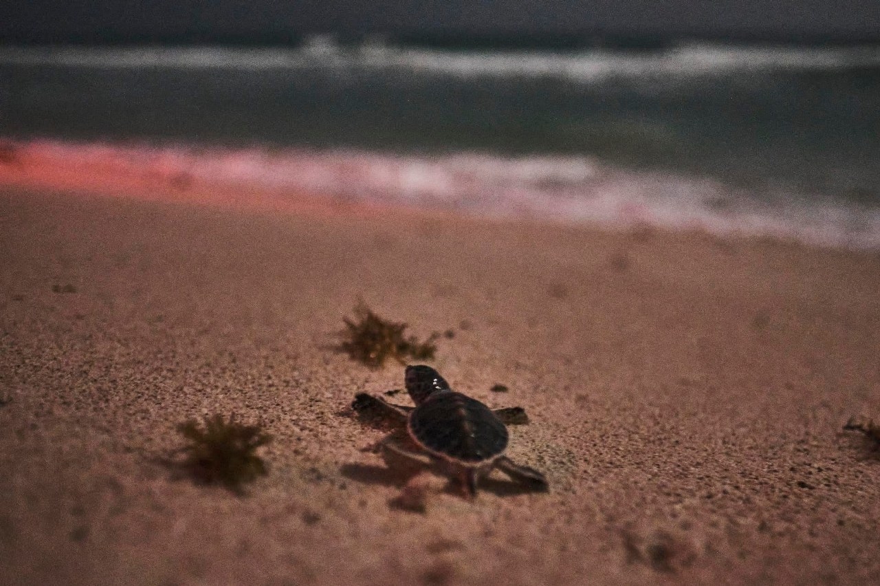 Urge limpieza en playas de Quintana Roo ante la temporada de anidación de tortugas