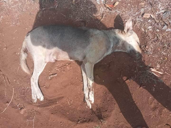 Envenenan a 8 perros en Acanceh; entre estos dos cachorros