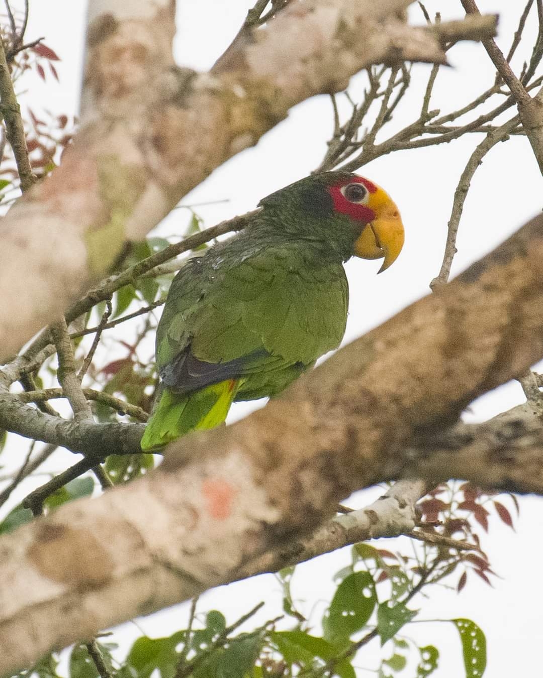 Denuncian venta de aves exóticas en Tizimín por Facebook; cuestan más de mil pesos