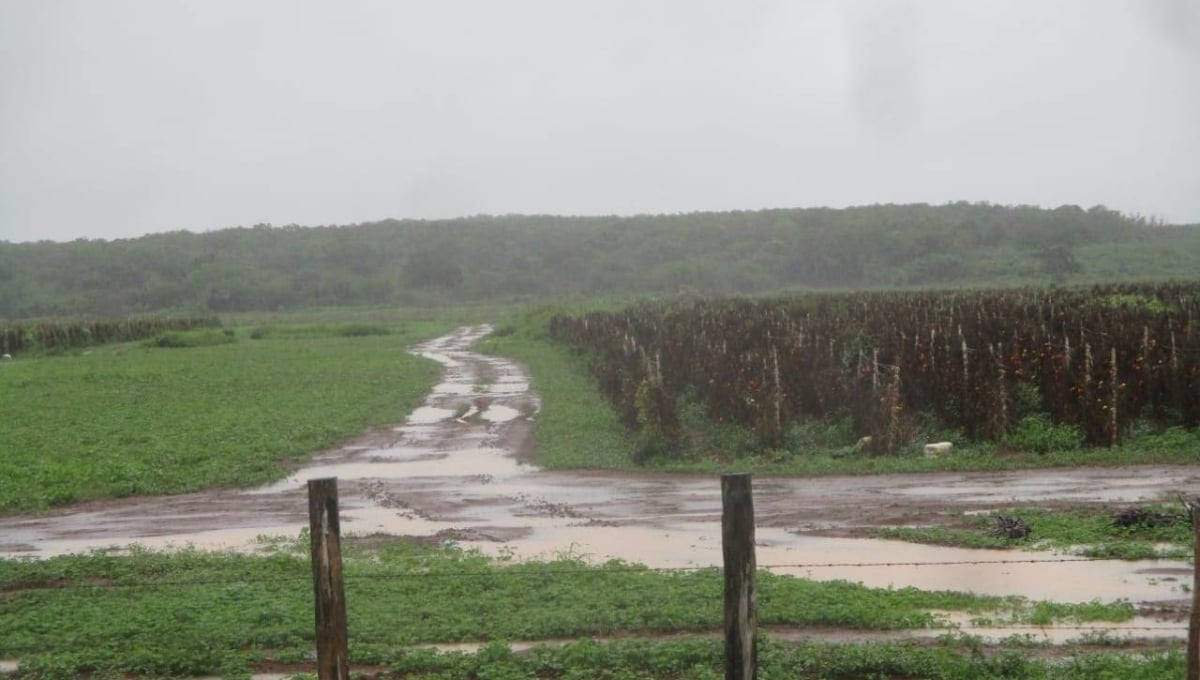 Temporada de siembra preocupa campesinos de Hecelchakán