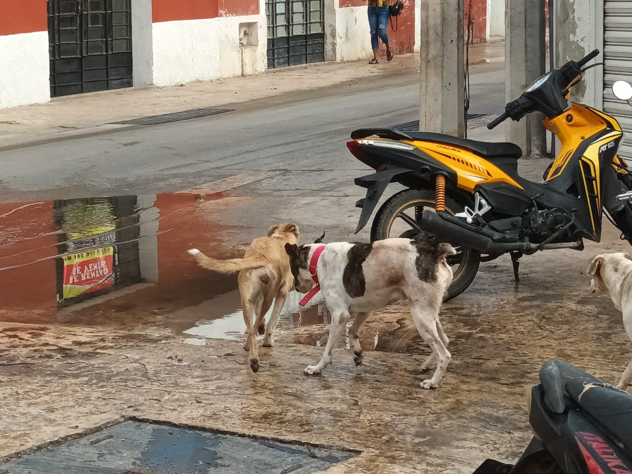 Algunos canes tiene collar, lo que significa que fueron abandonados por sus dueños