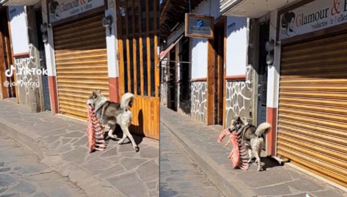 El ladrón más adorable, perrito roba costillar completo y huye del lugar: VIDEO