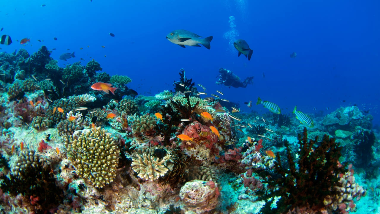 Descubren arrecife a 80 metros de profundidad en el Golfo de México