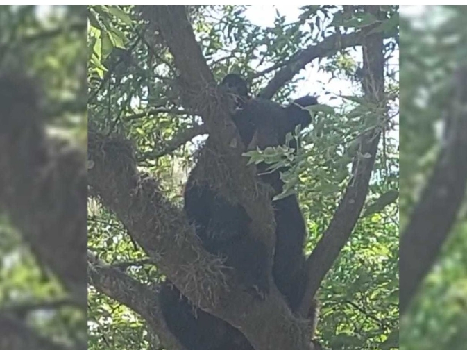 El oso fue liberado en la sierra en un lugar seguro