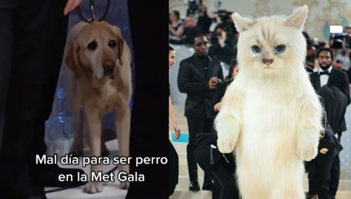 El perrito sufrió al ver al gato gigante. Foto: Especial