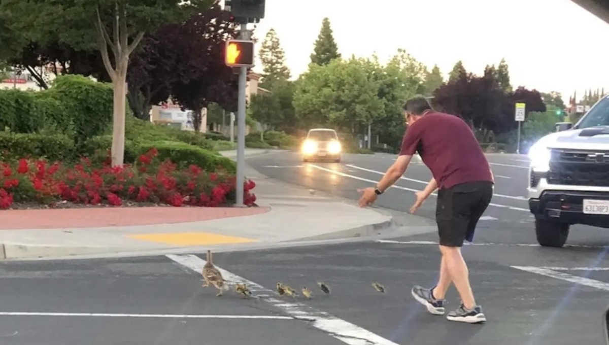 Padre de familia es atropellado mientras ayudaba a patitos a cruzar la calle en EU