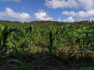 José María Morelos: Reconocen la milpa maya como Patrimonio Cultural de la Humanidad