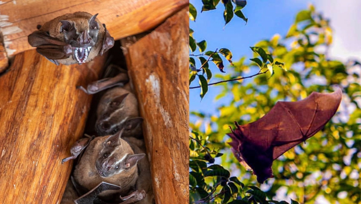 'Murciélagos en la ciudad: ¿Héroes o villanos?'; desmienten tabús sobre este animal en Cancún