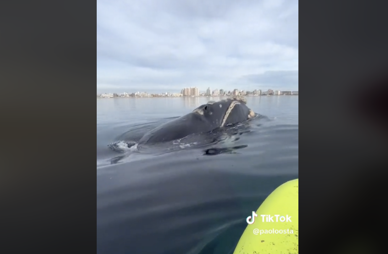 Las ballenas sorprendieron a estos turistas