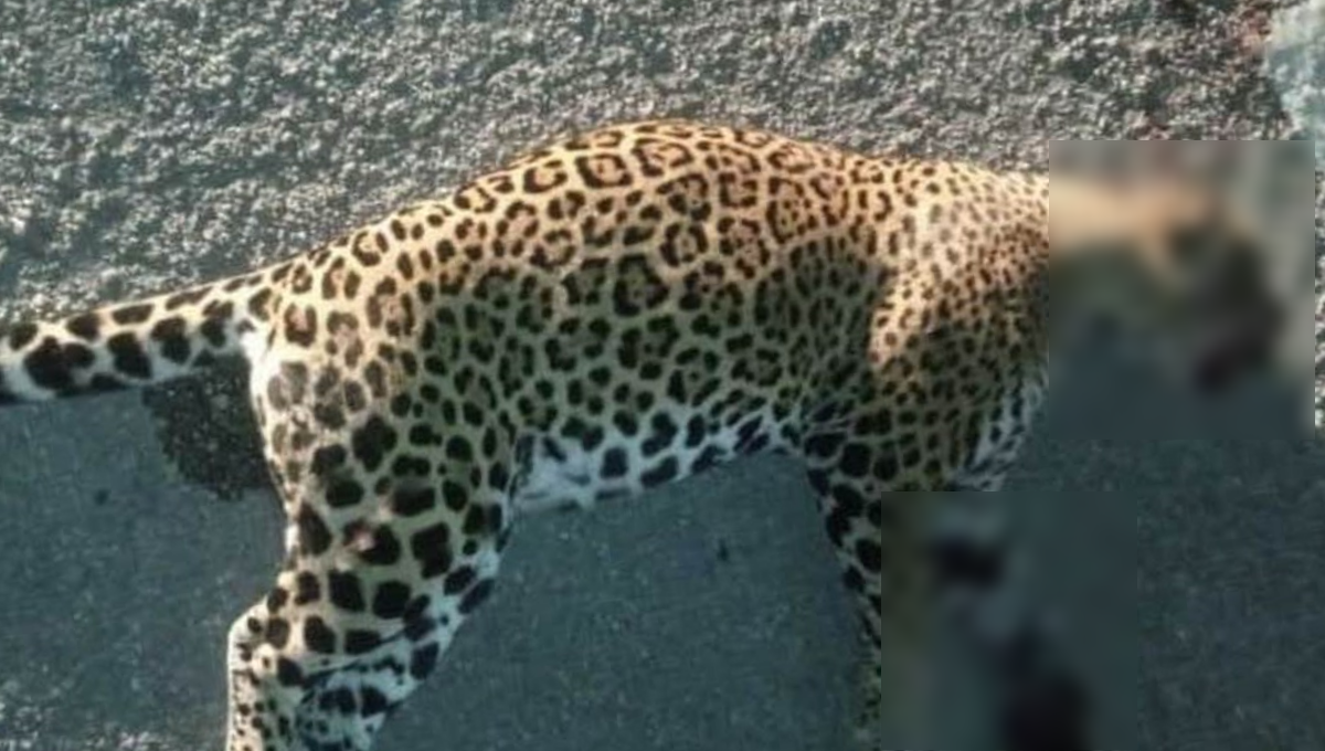 En contraparte, en Solidaridad aumentó la protección del jaguar, especie en peligro