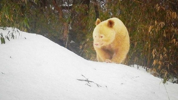 No se sabe si el animal es hembra o macho