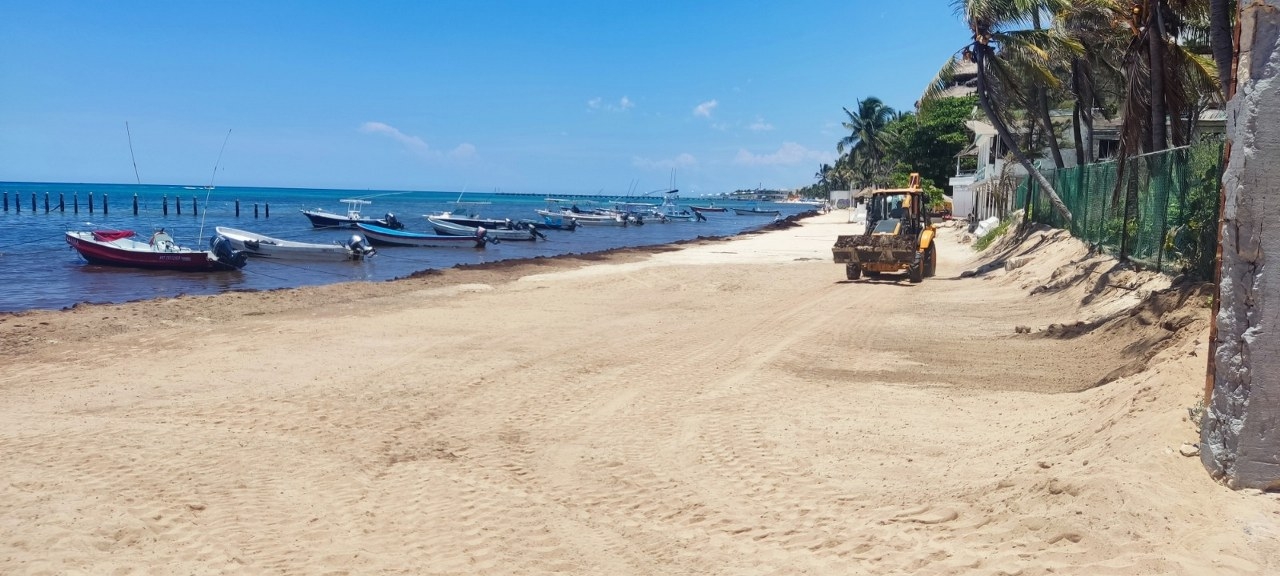 En la zona de El Recodo puede olerse a lo lejos como está pudriéndose el sargazo que se encuentra estancado en la orilla de la costa