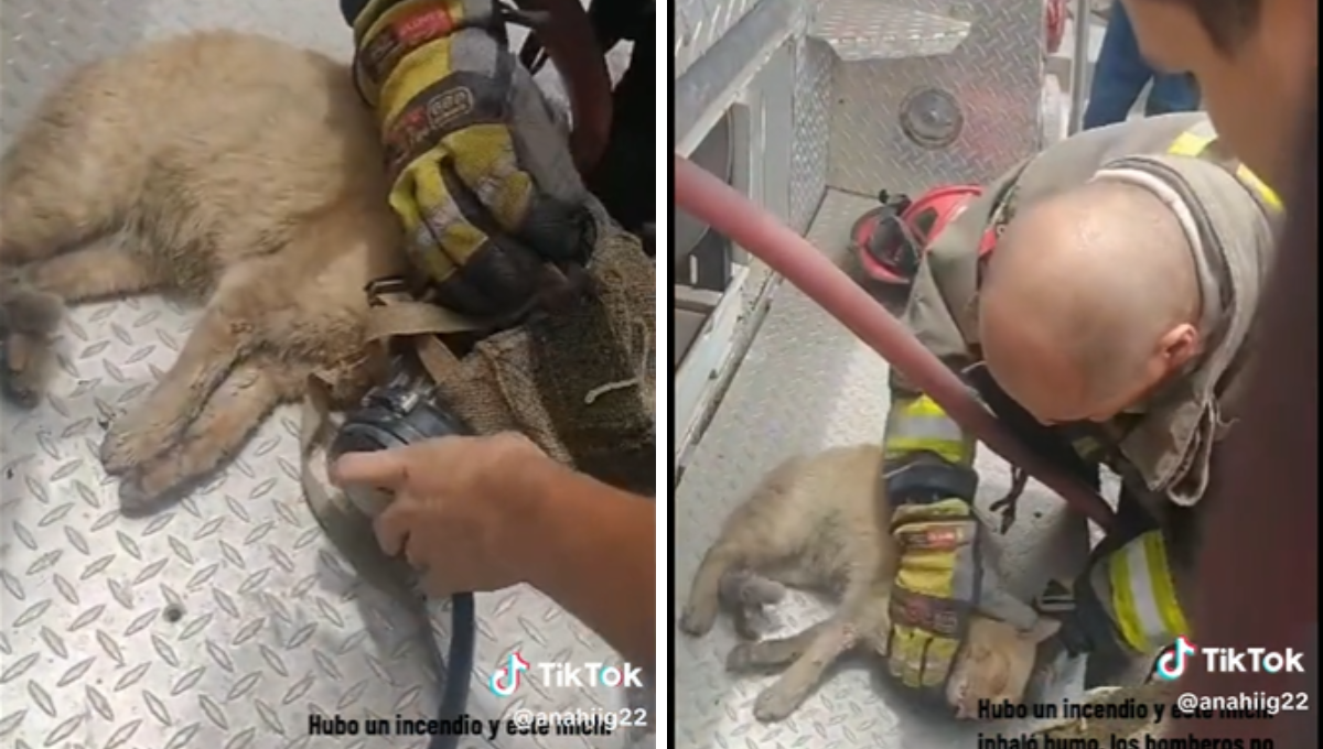 Bomberos salvan a gatito de morir en un incendio en Nuevo Laredo