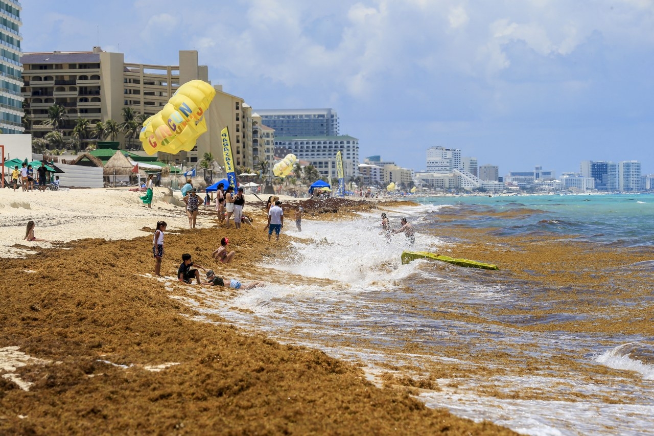 Recale de sargazo en Quintana Roo amenaza a más de 70 especies marinas