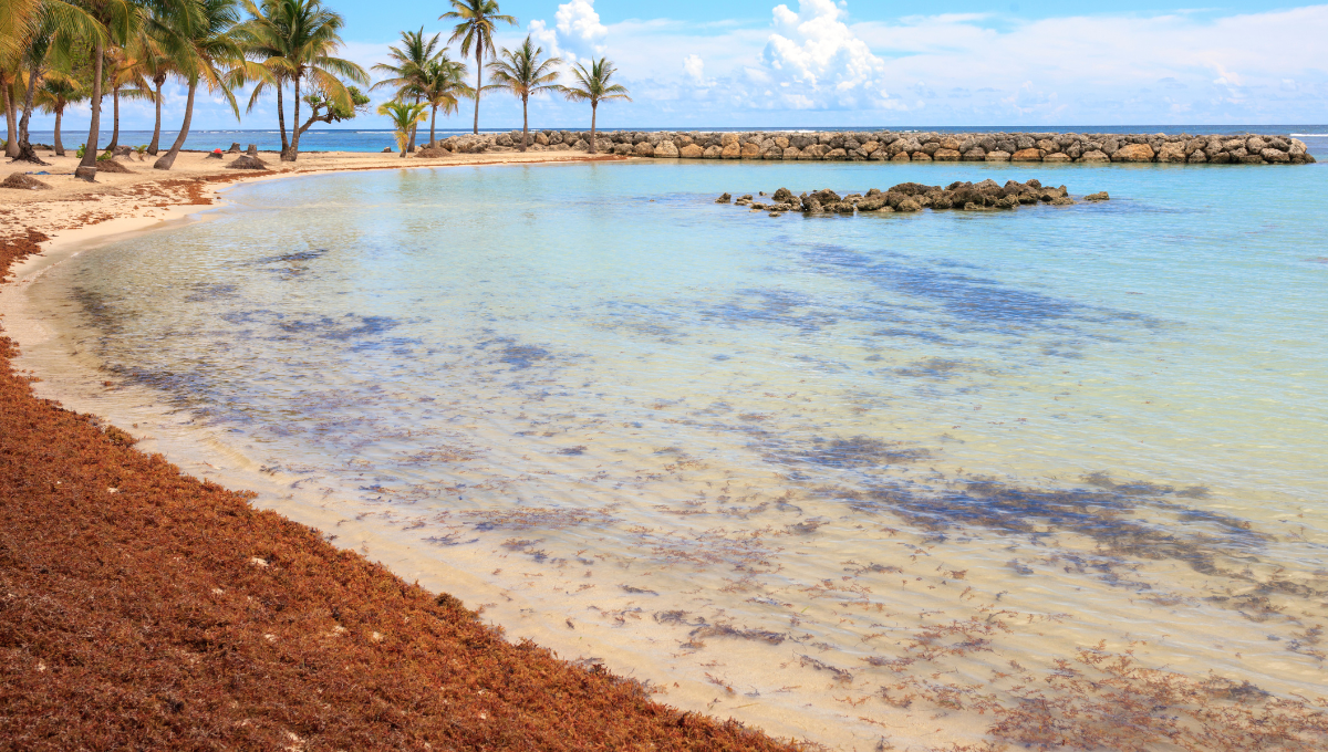 No solo afectarían las playas del Caribe, si no que estaría en los alimentos del mar. Foto: Especial