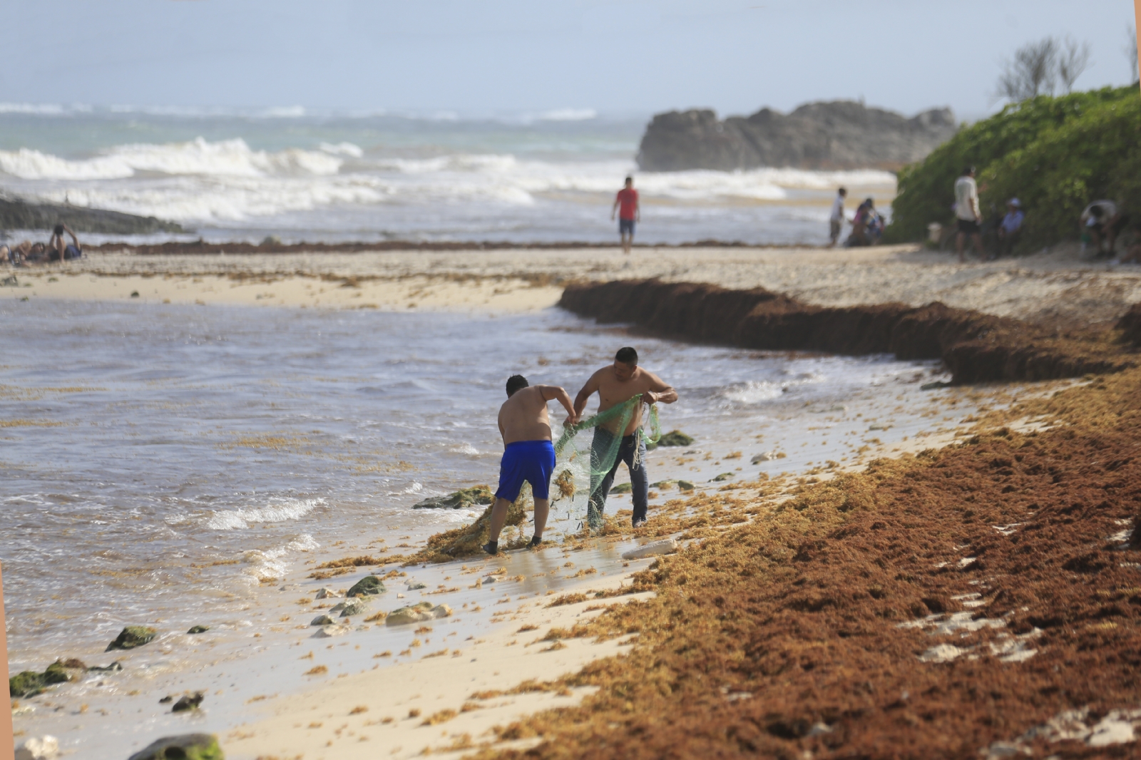 Llegan más de 170 toneladas de sargazo a playas de Quintana Roo