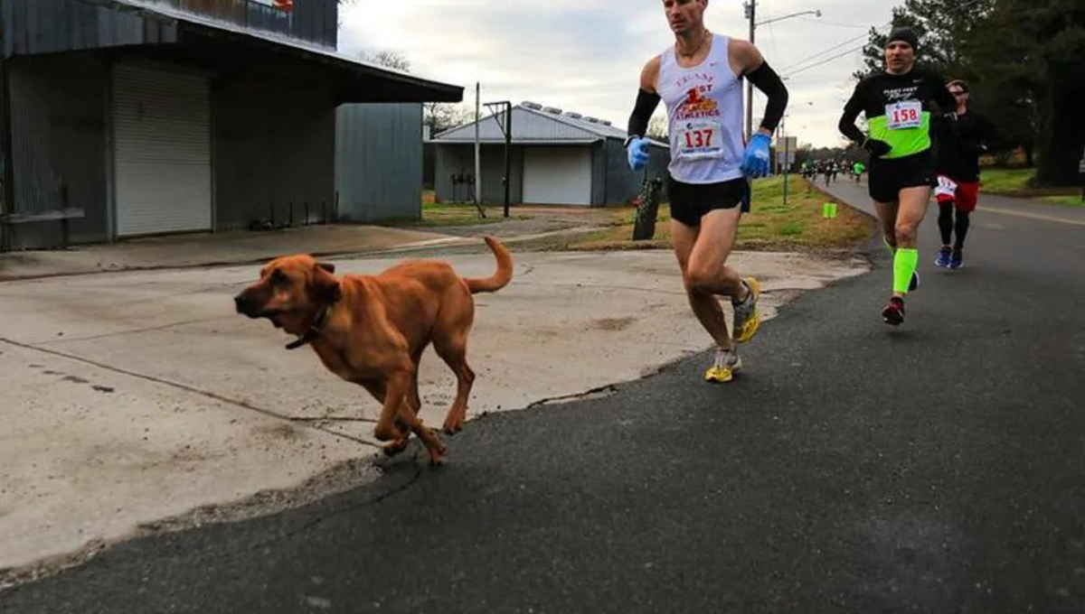 'Chicles', el perrito que corrió un maratón en México y llegó en tercer lugar