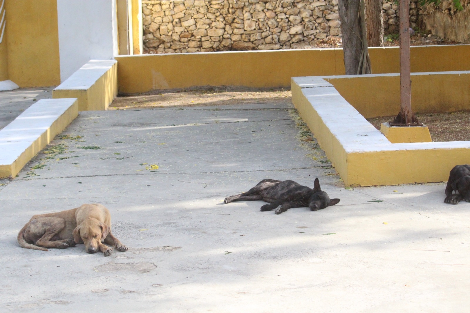 Advierten por pulgas y garrapatas en bancas de Yucatán