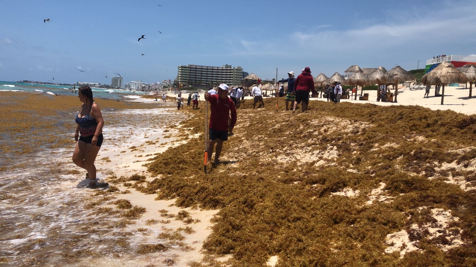 Desde el día de ayer se pudo ver un gran recale del alga marina sobre todo en Playa Coral y en Delfines