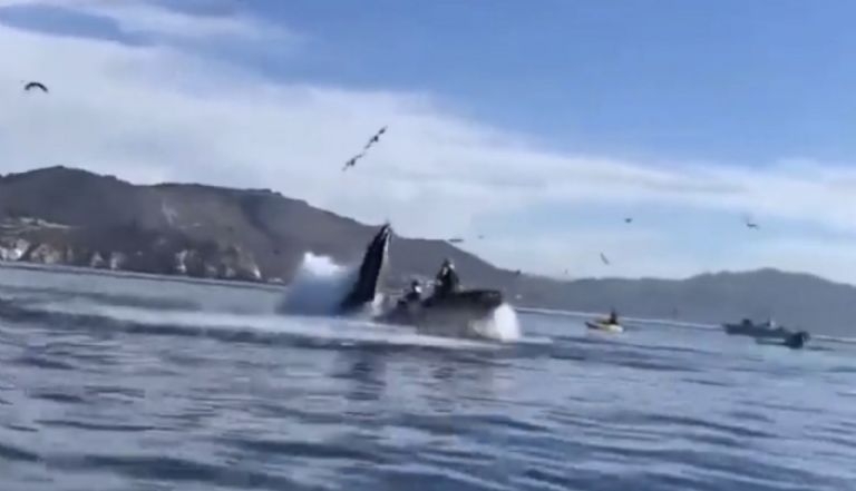 Ballena se traga a turistas en California