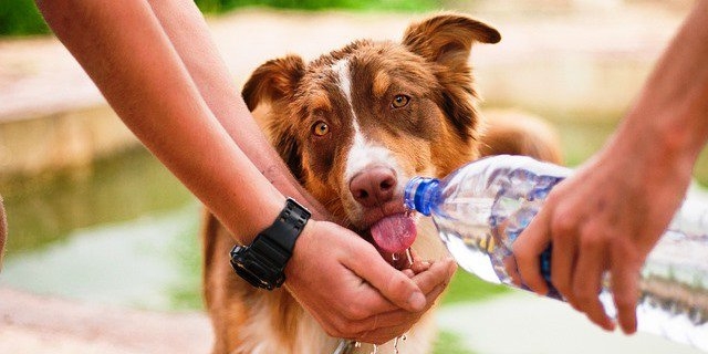 Ola de calor 2023: ¿Qué hacer si tu mascota sufre un golpe de calor?