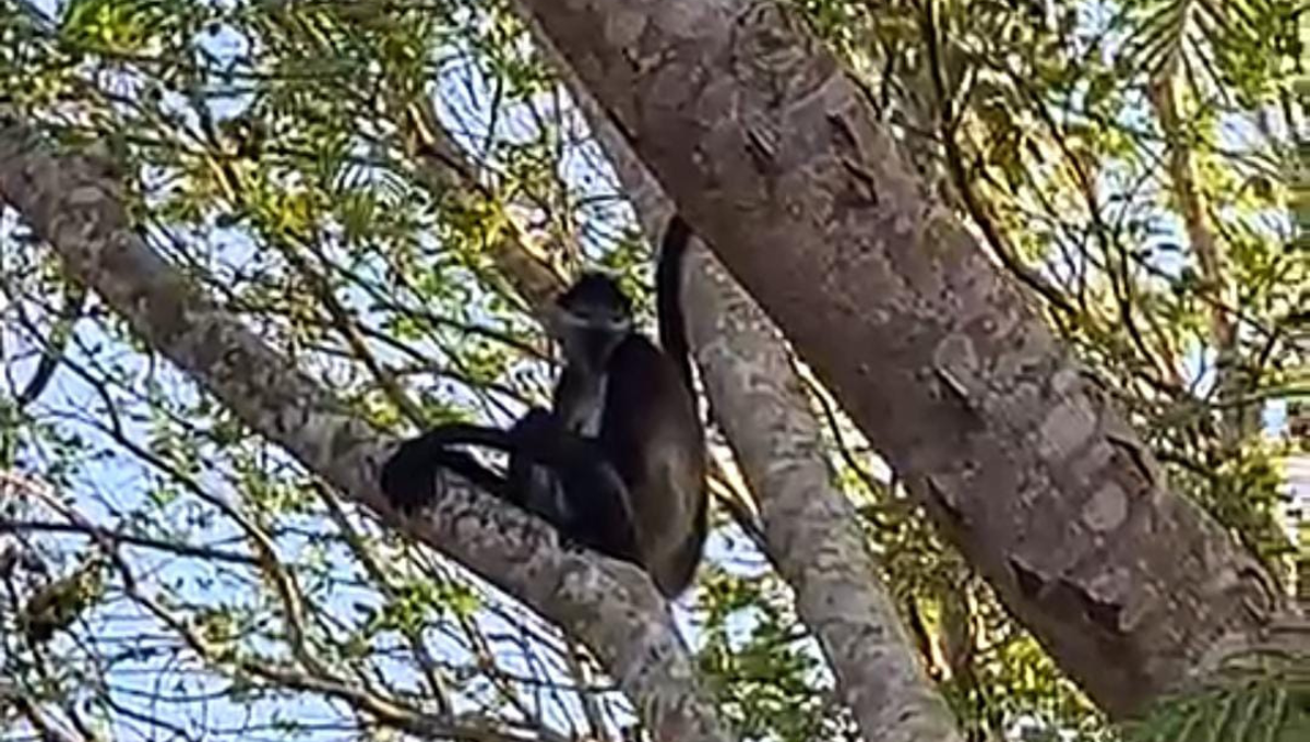 Pobladores aseguran que los monos se acercan por el calor